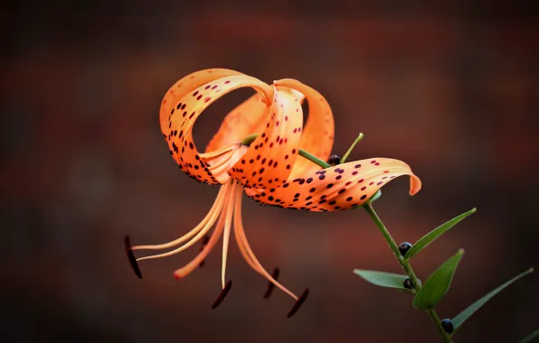 Picture macro, background, Lily, petals, stamens, Tiger Lily