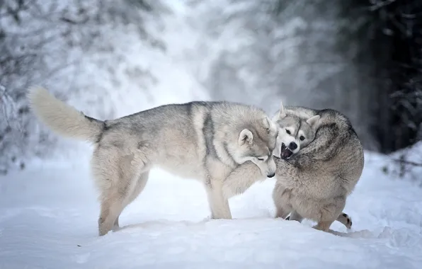 Picture winter, animals, dogs, snow, nature, the game, pair, Andrei Ershov