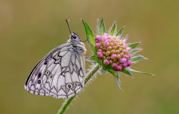 Picture macro, butterfly, Siwiec, Galatea