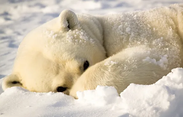 Picture winter, white, snow, paw, bear