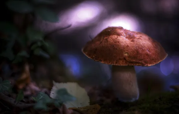 Forest, nature, mushroom