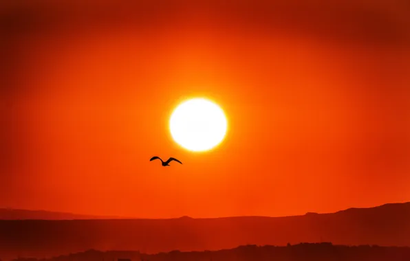 The sky, the sun, sunset, mountains, nature, bird, silhouette