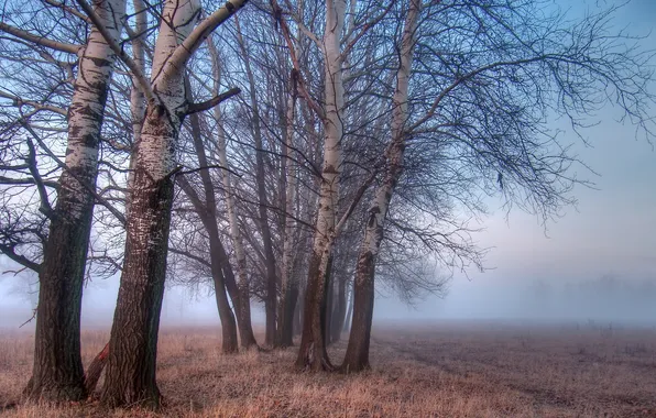 Field, trees, landscape, fog