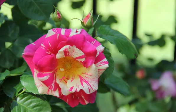 Picture rose, Bud, flowering, yellow-pink