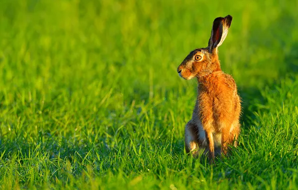 Picture grass, Rosa, hare, morning