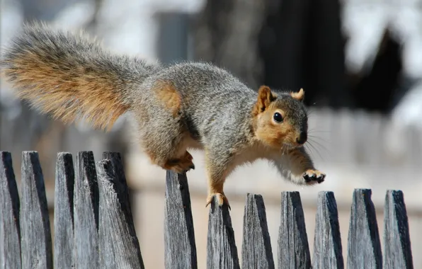 Picture the fence, Protein, walk, fence, squirrel, promenade