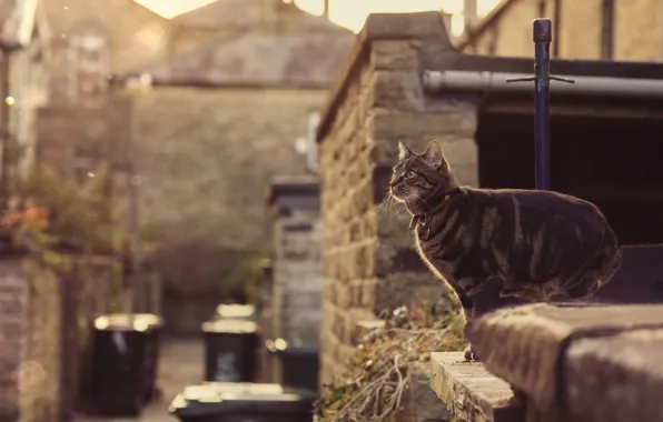 Sunshine, jump, cat, eye, roof, collar