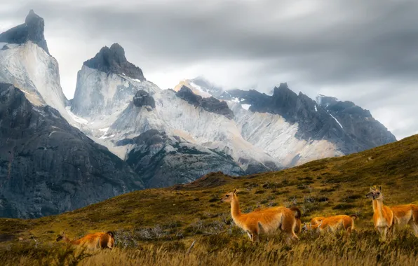 Mountains, Lama, Andes, Lama, Patagonia
