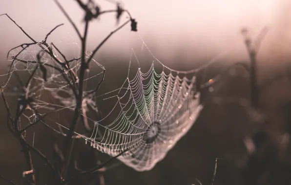 Nature, Drops, Web, Rosa, Morning, Branches, Nature, Web