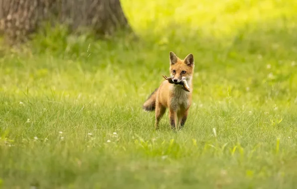 Glade, Fox, mining, Fox