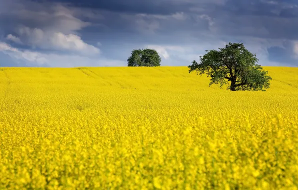 Field, summer, rape