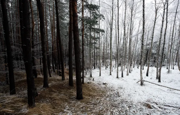 Picture winter, forest, nature