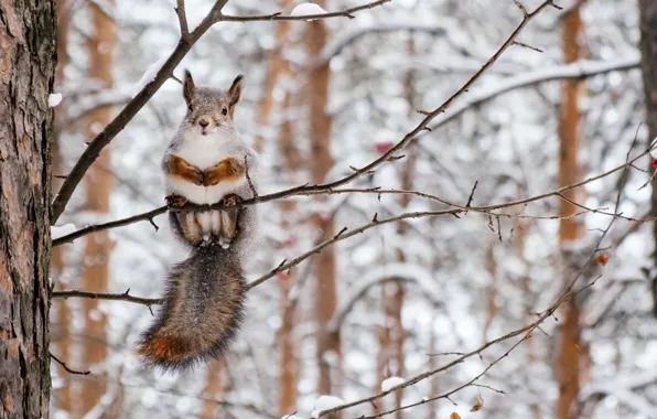 Picture winter, forest, nature, sweetheart, branch, protein, rodent