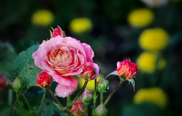 Leaves, roses, petals, buds, flowering