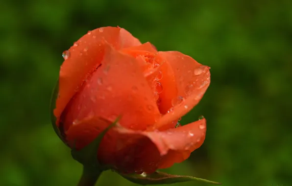 Rose, Rain drops, Raindrops, Orange rose