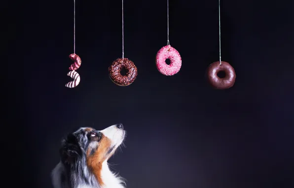 Picture background, dog, bagels