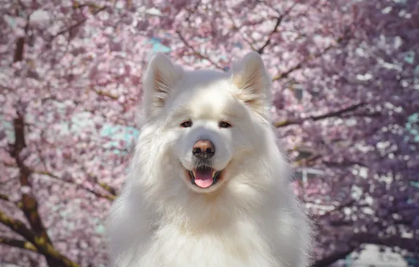 Look, pose, dog, white, face, Samoyed