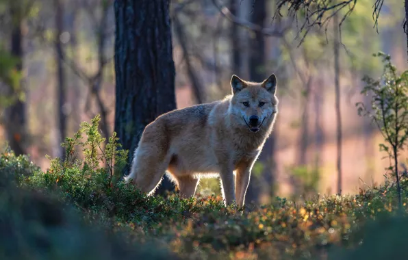 Forest, look, face, light, trees, branches, nature, wolf