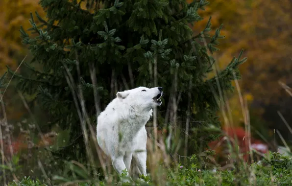 Nature, background, wolf