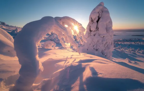 Picture winter, the sun, rays, snow, trees, nature, morning, ate