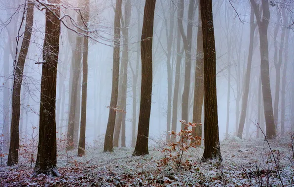 Frost, autumn, forest, nature