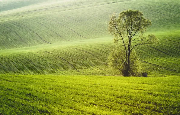 Trees, nature, field, spring, green