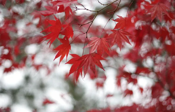 Picture leaves, branches, Tree, blur, red, maple, bokeh