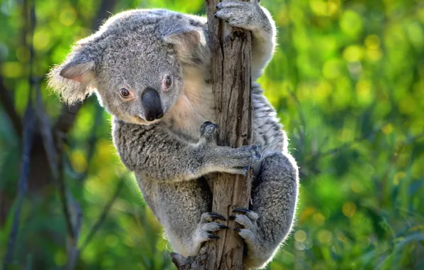 Picture Australia, Koala, marsupials