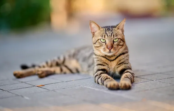 Cat, cat, look, face, pose, tile, paws, lies
