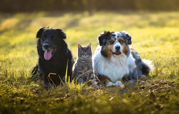 Language, cat, dogs, grass, cat, look, light, pose