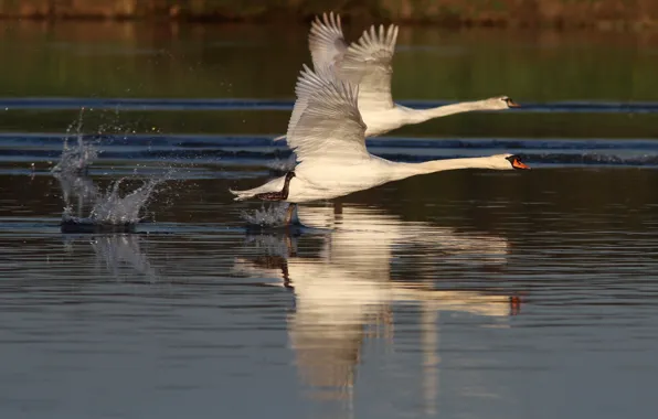 Picture pair, swans, the rise, pond, wingspan
