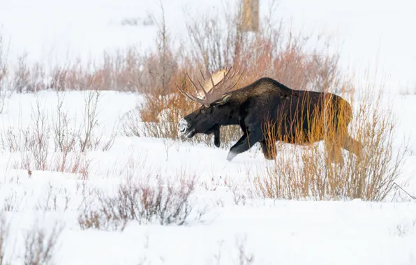 Winter, snow, branches, nature, the snow, walk, moose, shrubs