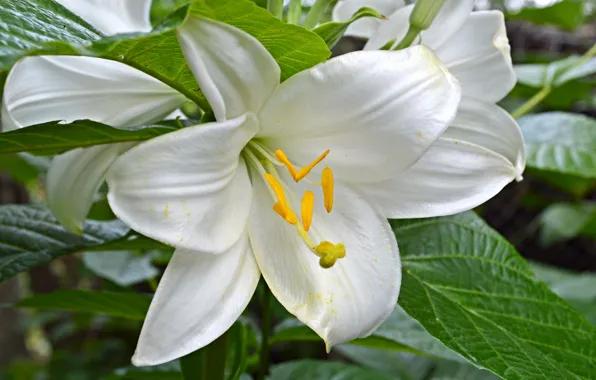 Picture leaves, macro, Lily, petals