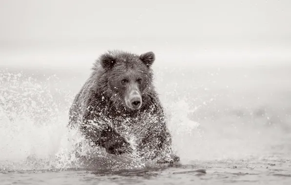 Nature, river, bear