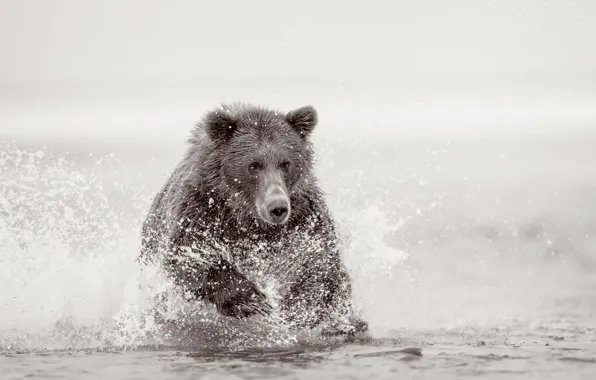 Picture nature, river, bear