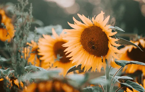 Picture field, summer, leaves, sunflowers, flowers, yellow, nature, sunflower