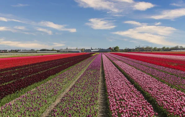 Field, the sky, clouds, flowers, strip, blue, perspective, spring