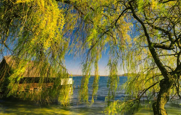Greens, light, trees, nature, branch, shore, home, spring