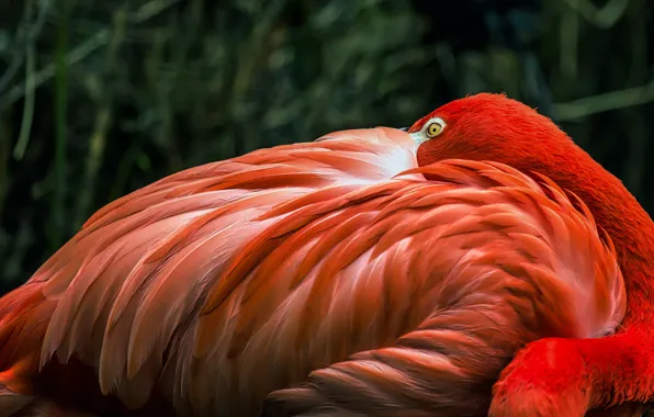 Look, pose, the dark background, bird, feathers, Flamingo, Peeps, pink flamigo