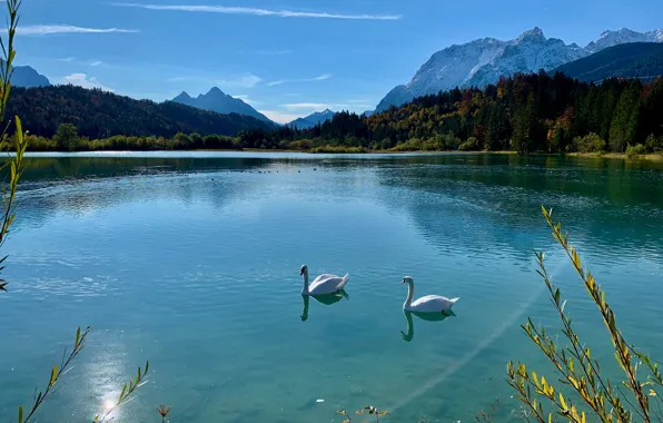 Forest, landscape, mountains, birds, blue, shore, pair, white