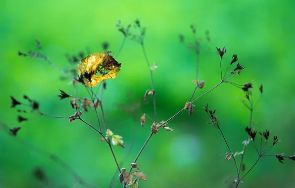 Picture sheet, plant, bokeh