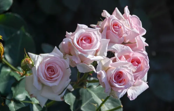 Roses, pink, buds