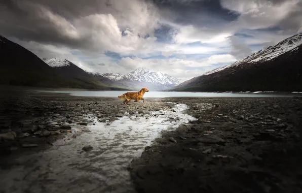 Picture mountains, dog, running, Alaska Adventure