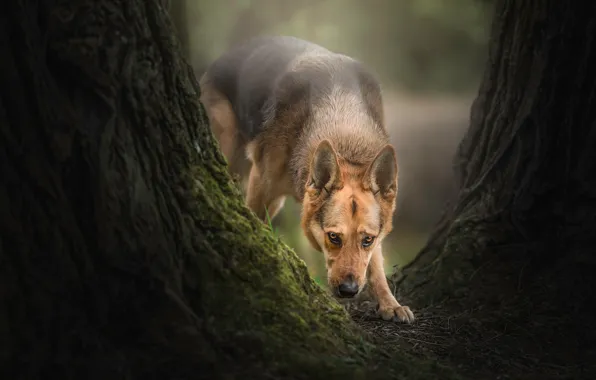 Tree, dog, shepherd