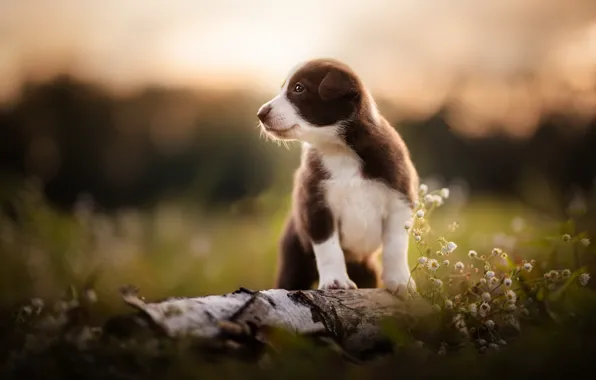 Nature, dog, puppy