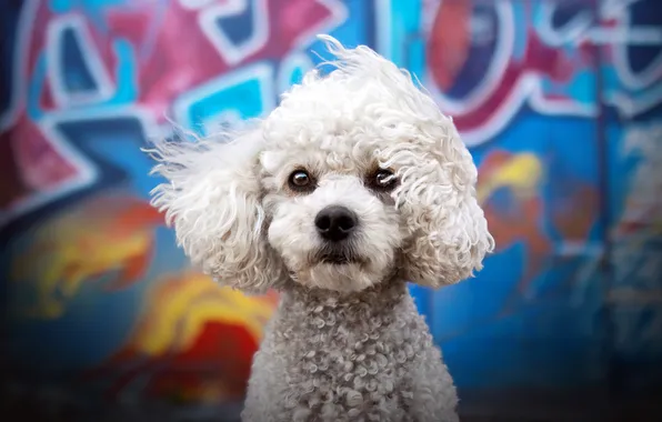 Look, pose, labels, wall, the wind, graffiti, portrait, dog