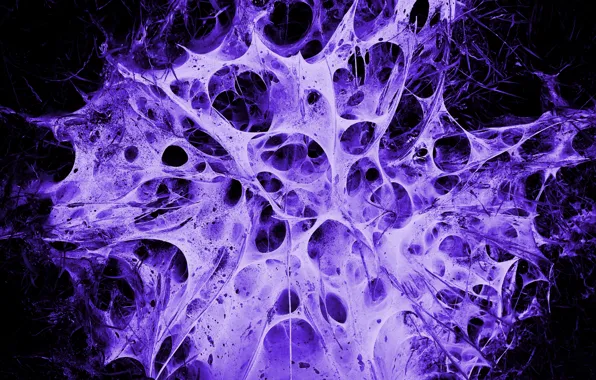 Picture purple, web, Alien's Nest