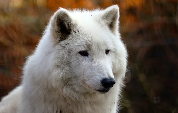 Face, predator, fur, white wolf