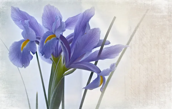 Flowers, style, background, texture, irises, blue