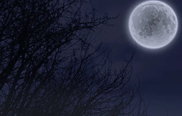 Trees, night, the moon, the full moon